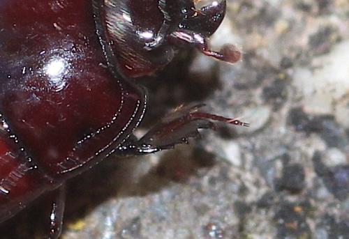 Margarinotus merdarius